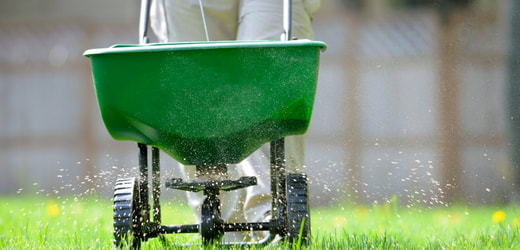 green wheel barrel dropping fertilizer on lawn